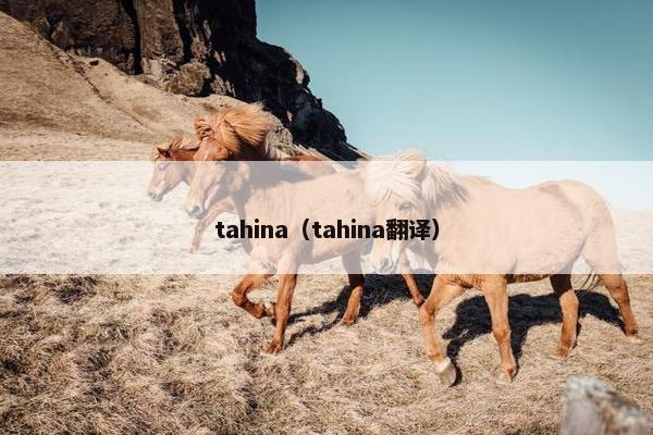 tahina（tahina翻译）